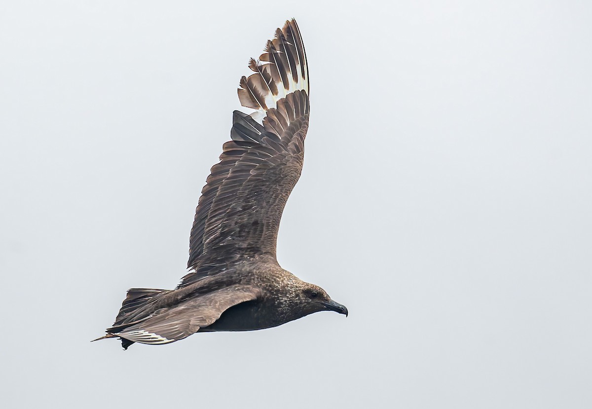 South Polar Skua - ML642719087