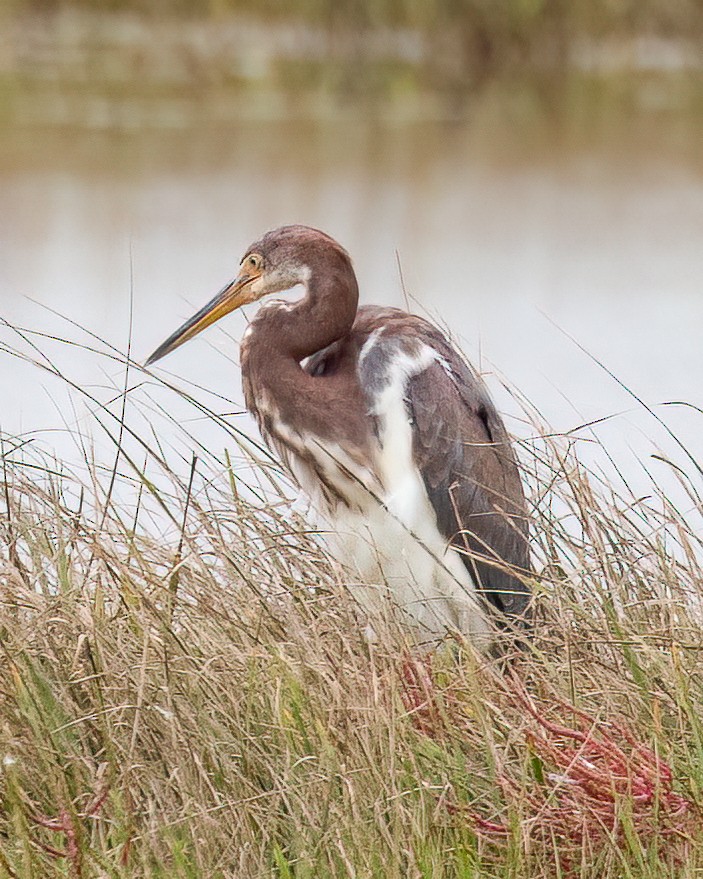 Koartzatxo hirukolorea - ML642719090