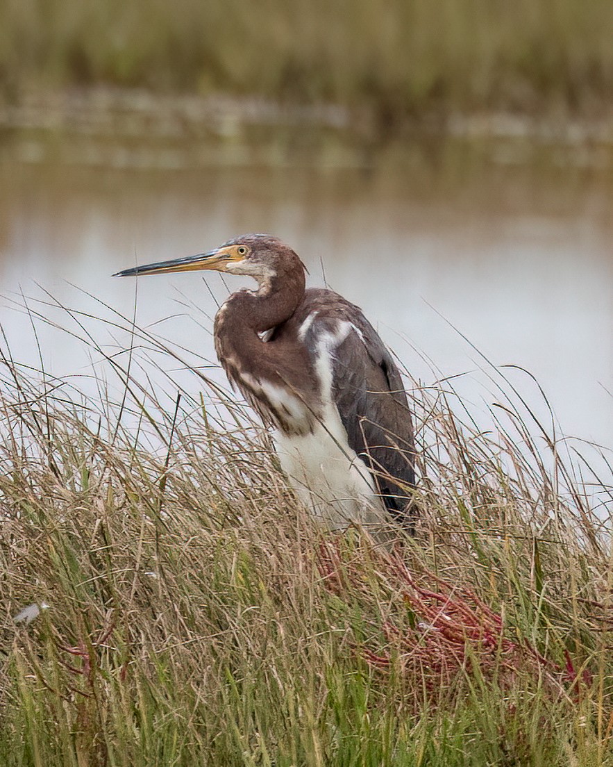 Koartzatxo hirukolorea - ML642719091