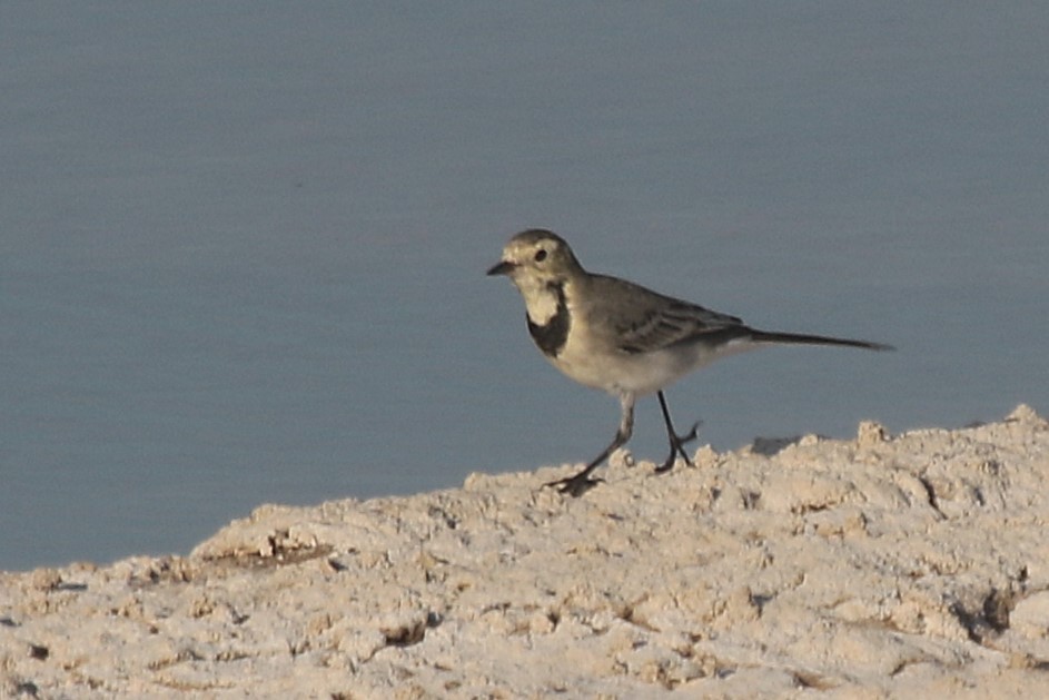 White Wagtail - ML642719094