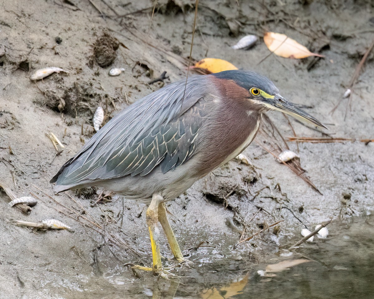 Koartzatxo berdea - ML642719095