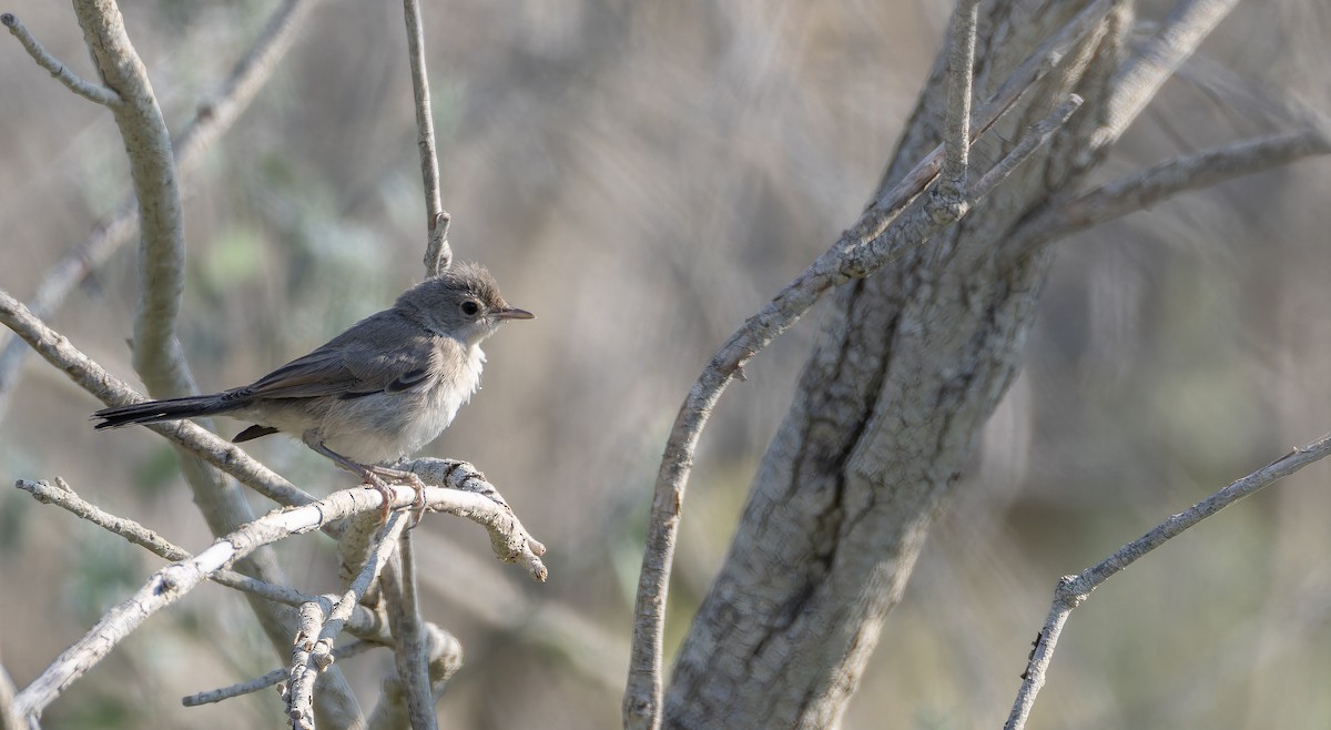 Menetries's Warbler - ML642719113