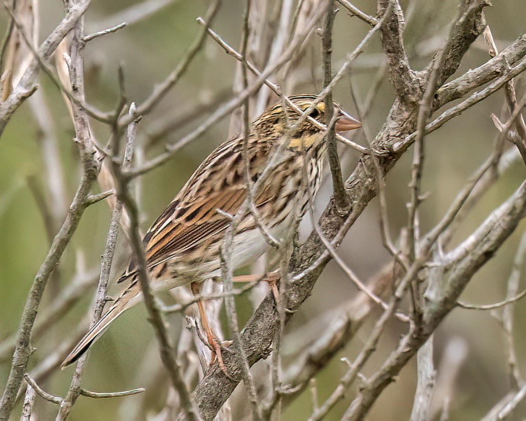 Savannah Sparrow - ML642719118