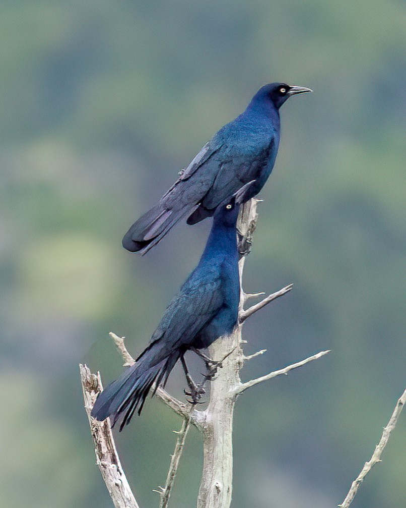 Boat-tailed Grackle - ML642719120
