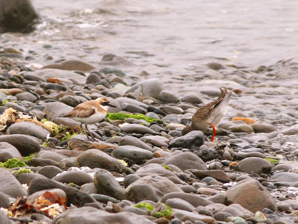 Greater Sand-Plover - ML642719121