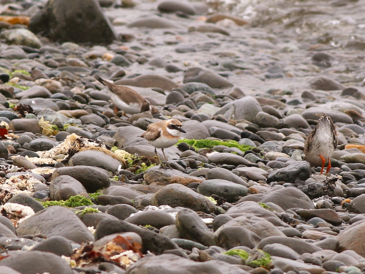 Greater Sand-Plover - ML642719123