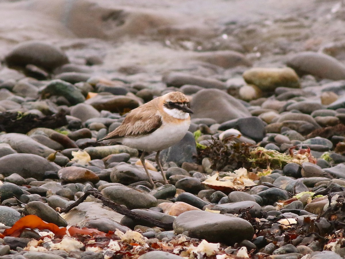 Greater Sand-Plover - ML642719124