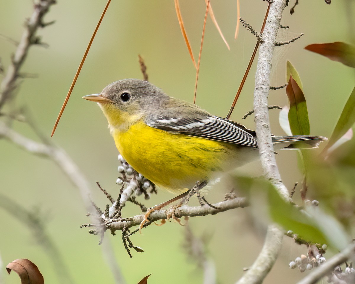 Magnolia Warbler - ML642719128