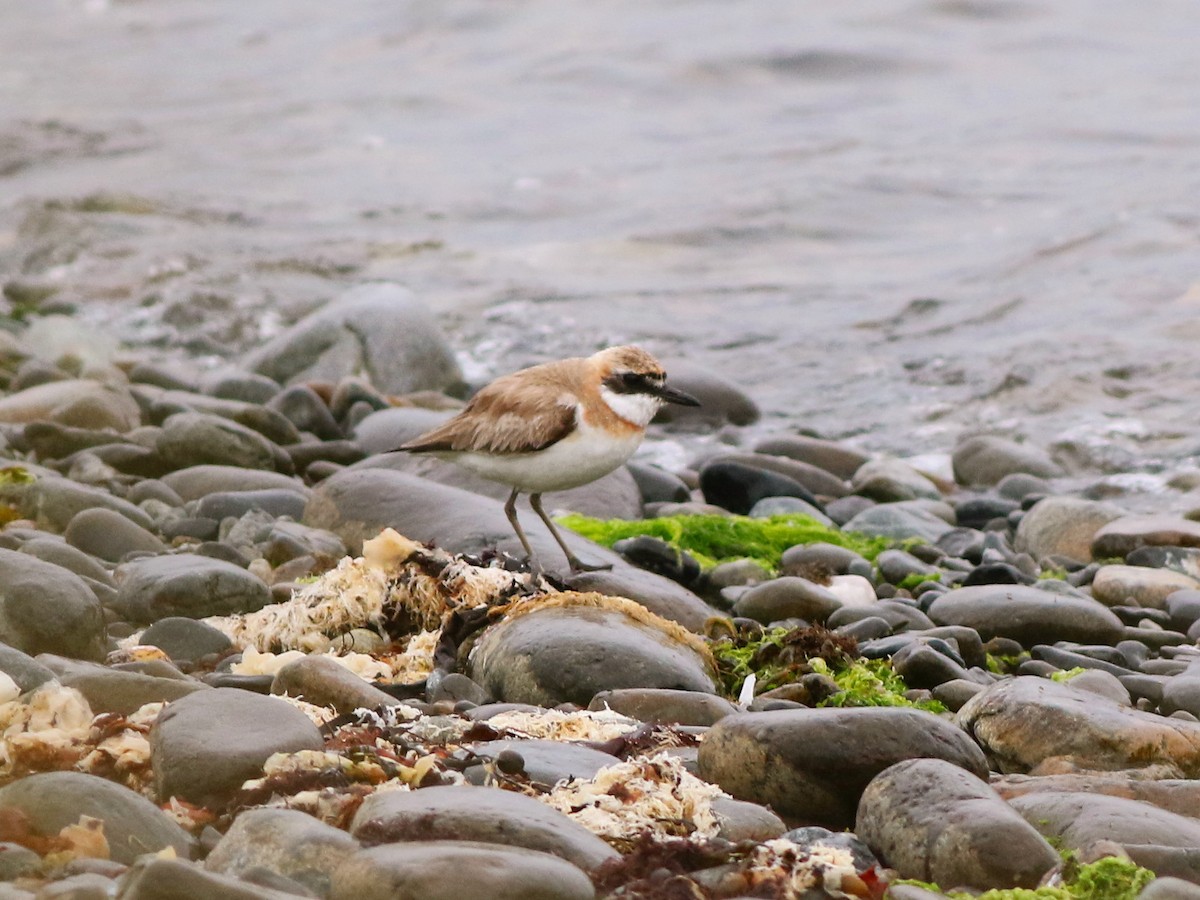 Greater Sand-Plover - ML642719131