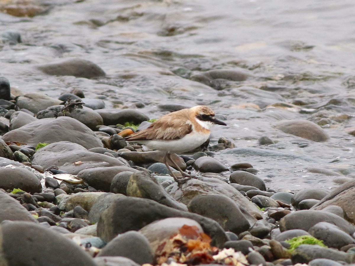 Greater Sand-Plover - ML642719133