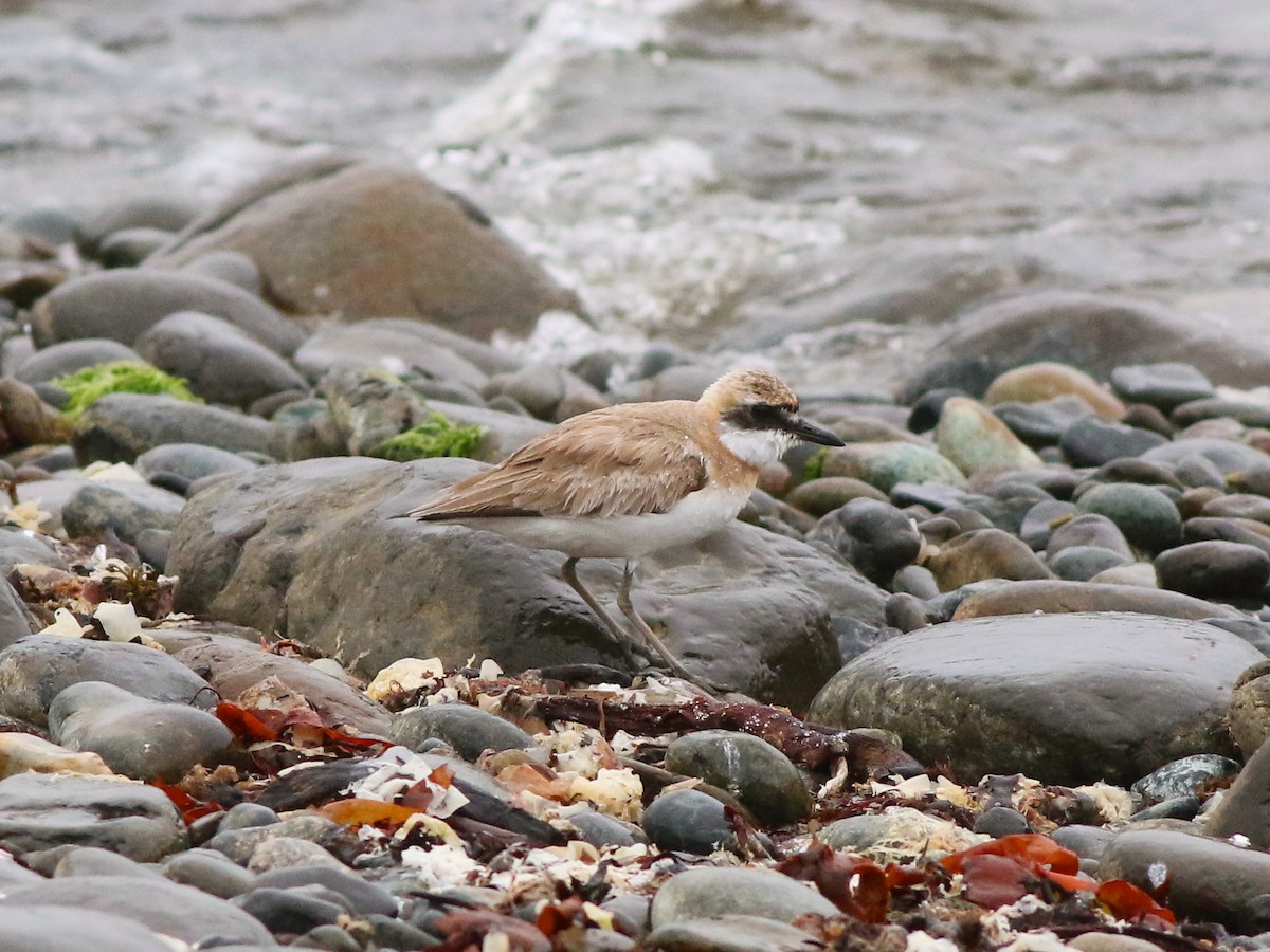 Greater Sand-Plover - ML642719135