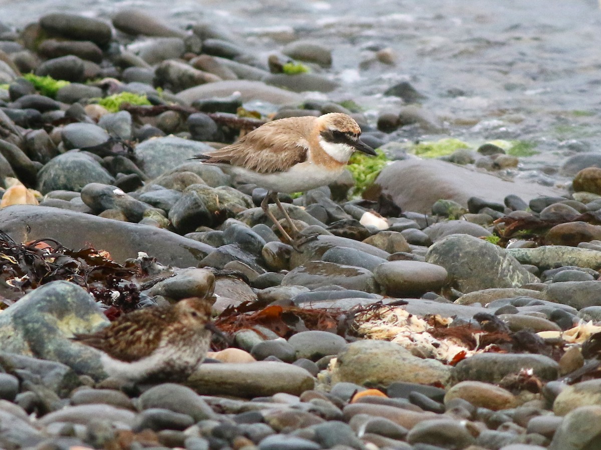 Greater Sand-Plover - ML642719136