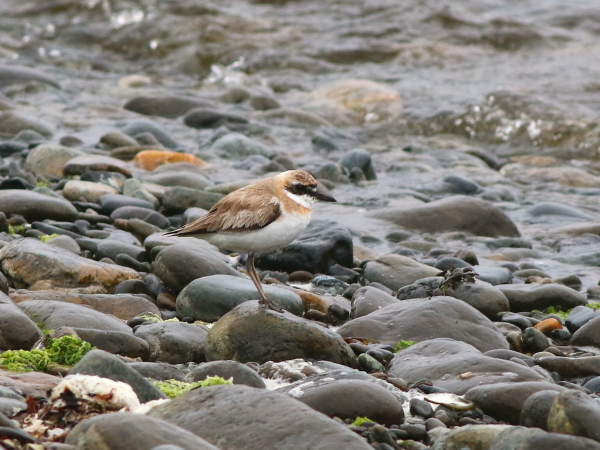 Greater Sand-Plover - ML642719137