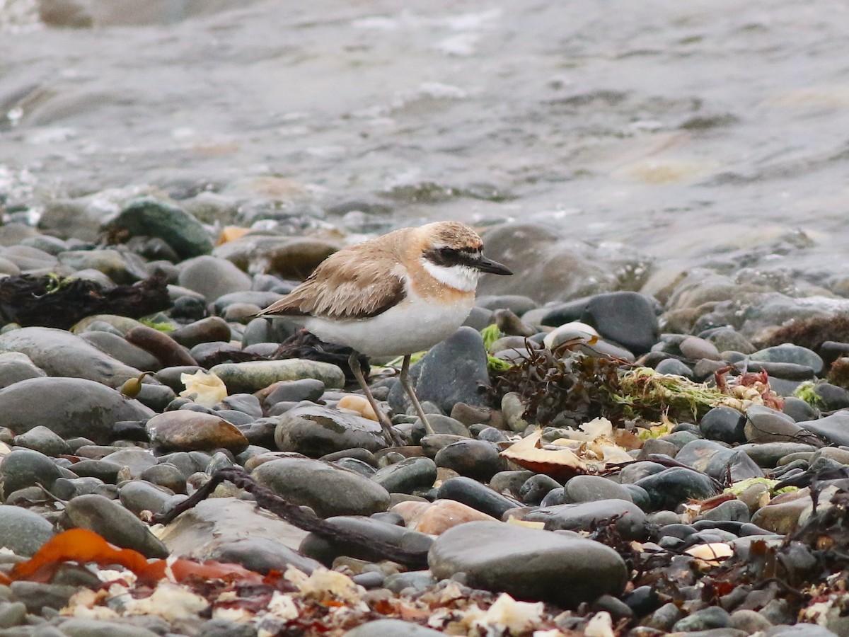 Greater Sand-Plover - ML642719139