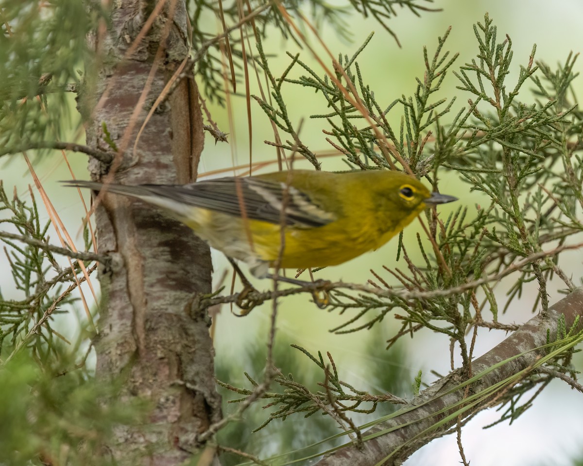 Pine Warbler - ML642719140