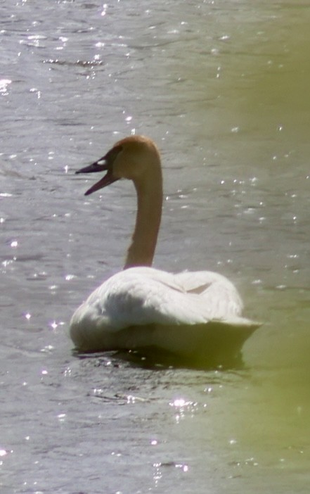Trumpeter Swan - ML642719143