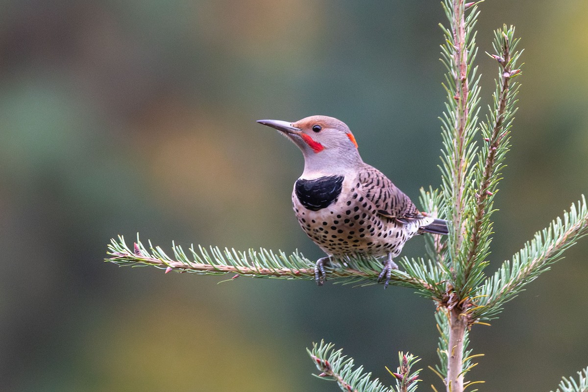 Northern Flicker - ML642719162