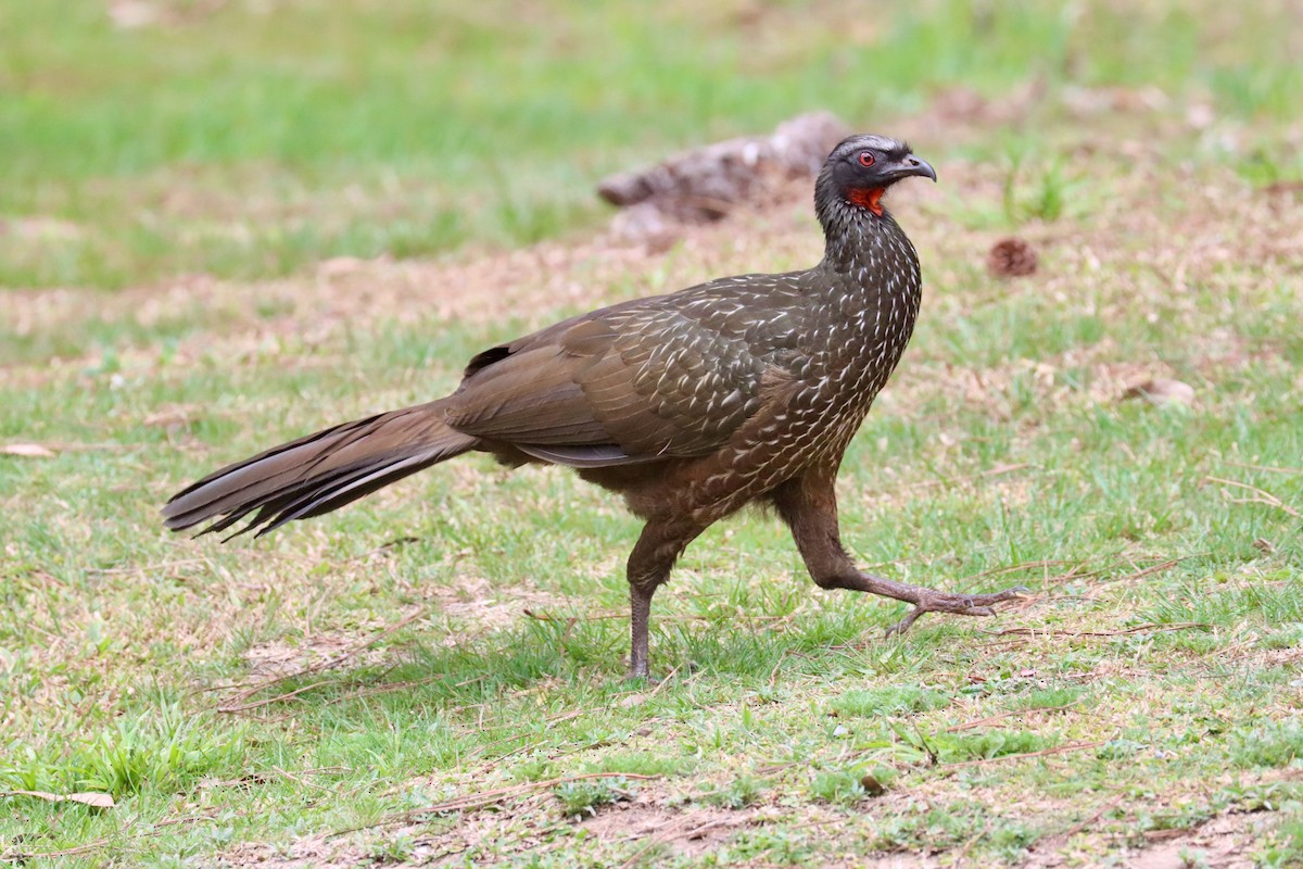 Dusky-legged Guan - ML642719167