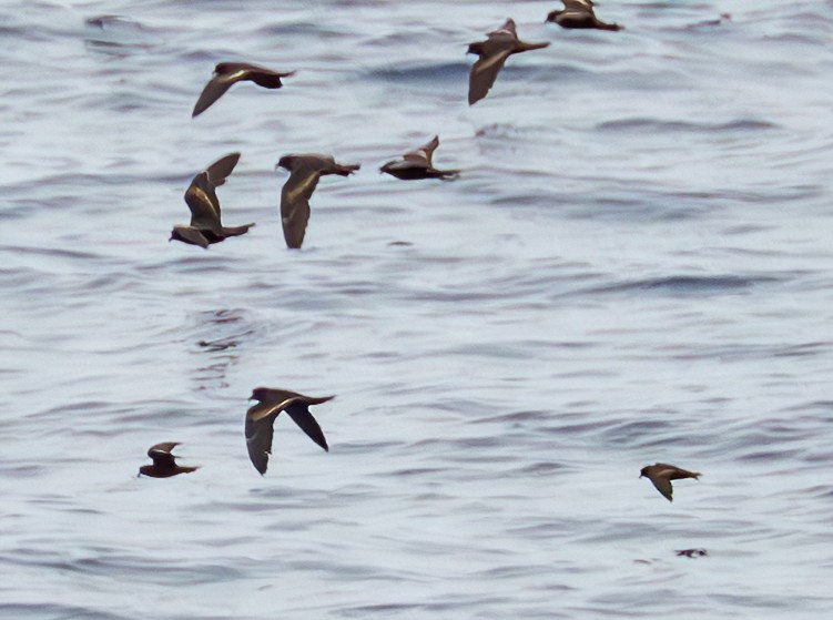 Least Storm-Petrel - ML642719188