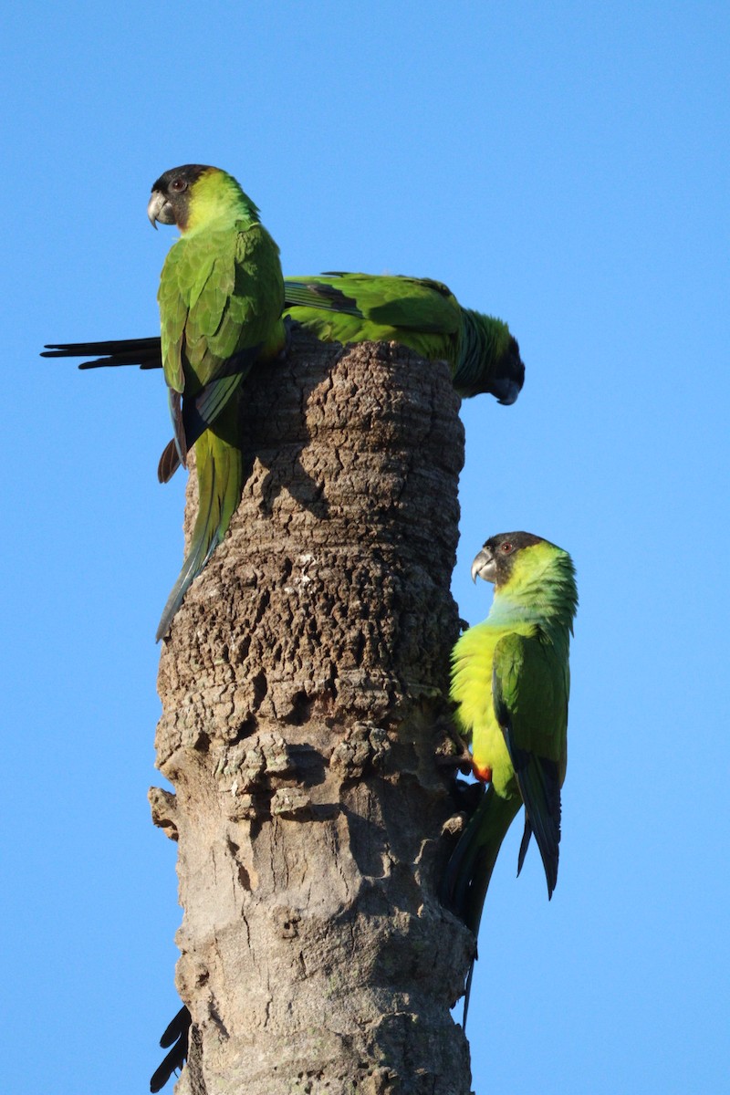 Nanday Parakeet - ML642719189