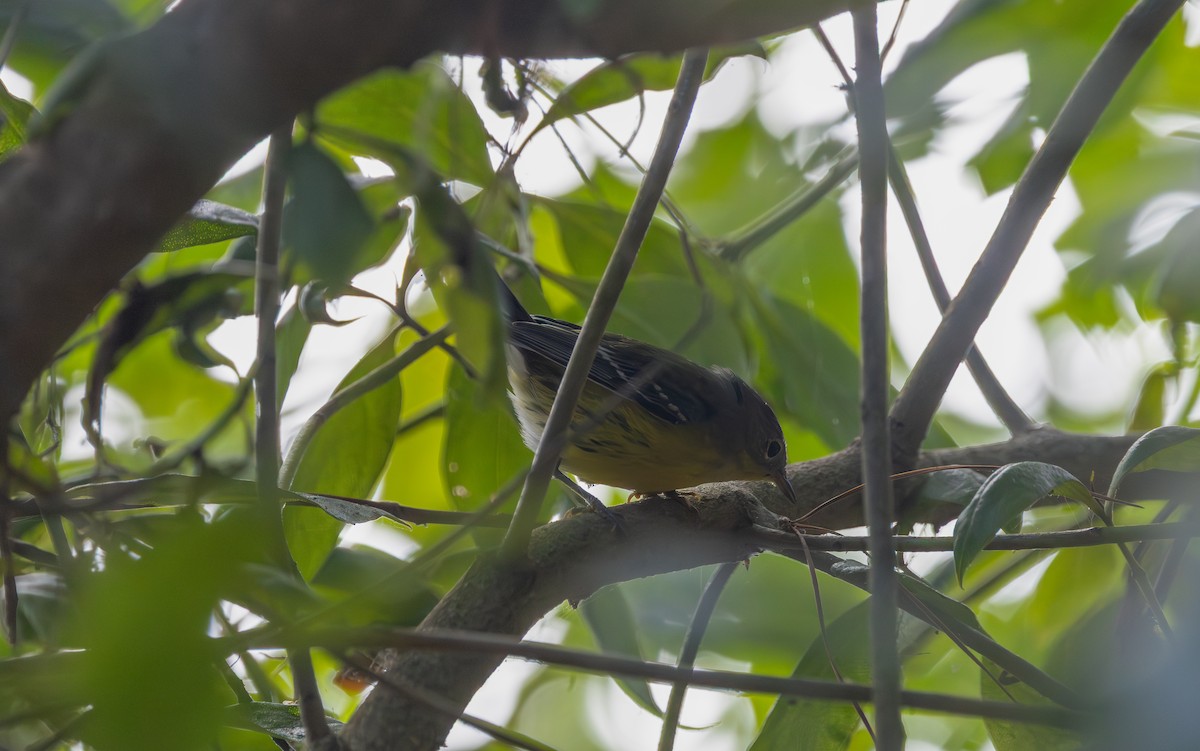 Magnolia Warbler - ML642719203