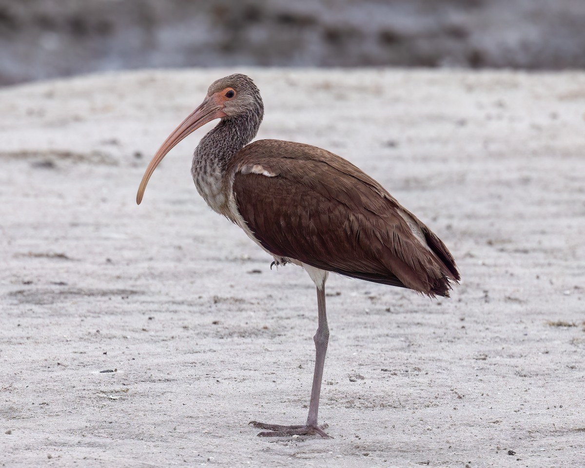 Ibis zuria - ML642719232