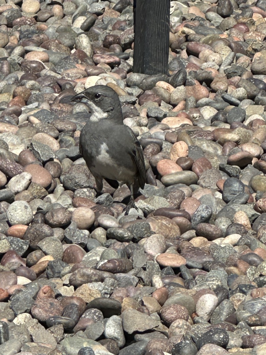 Diuca Finch - ML642719244