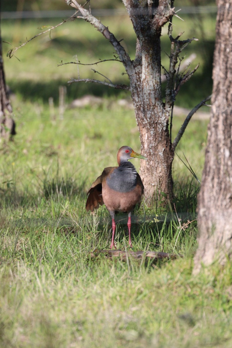 Giant Wood-Rail - ML642719247