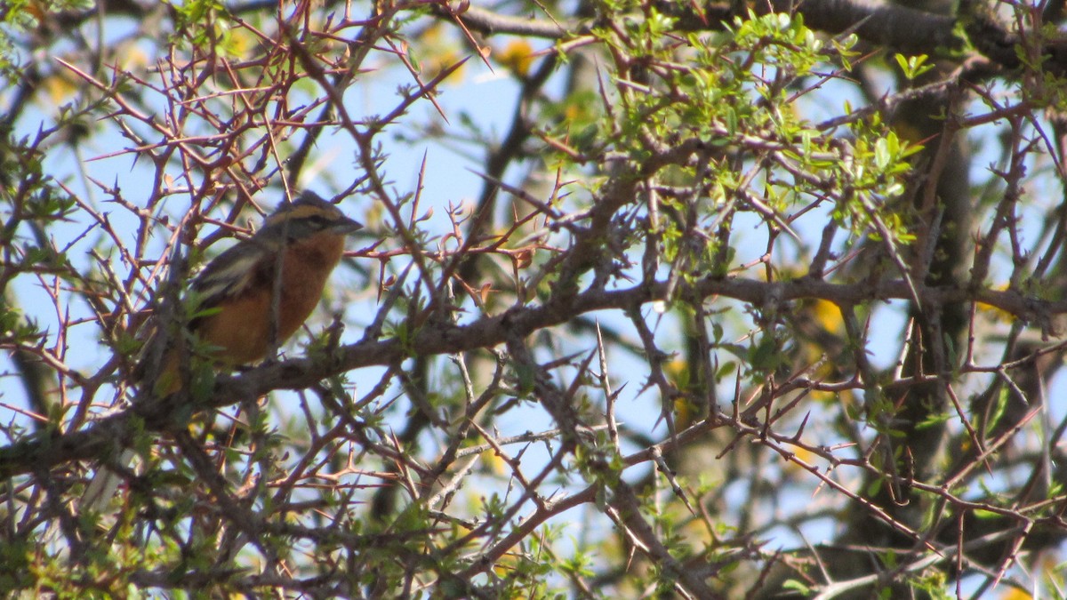 Cinnamon Warbling Finch - ML642719251