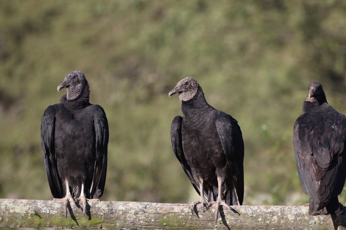 Black Vulture - ML642719263