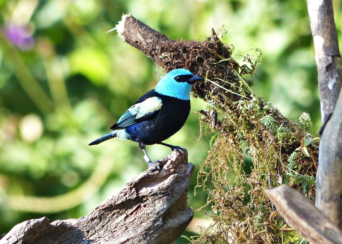 Blue-necked Tanager - ML642719266
