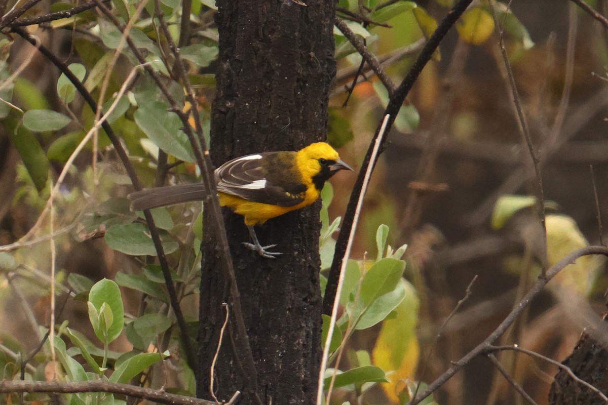 White-edged Oriole - ML642719267