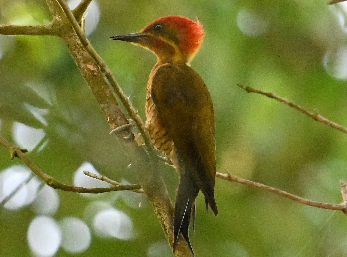 Golden-green Woodpecker - ML642719274