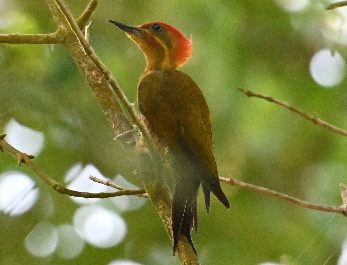 Golden-green Woodpecker - ML642719276