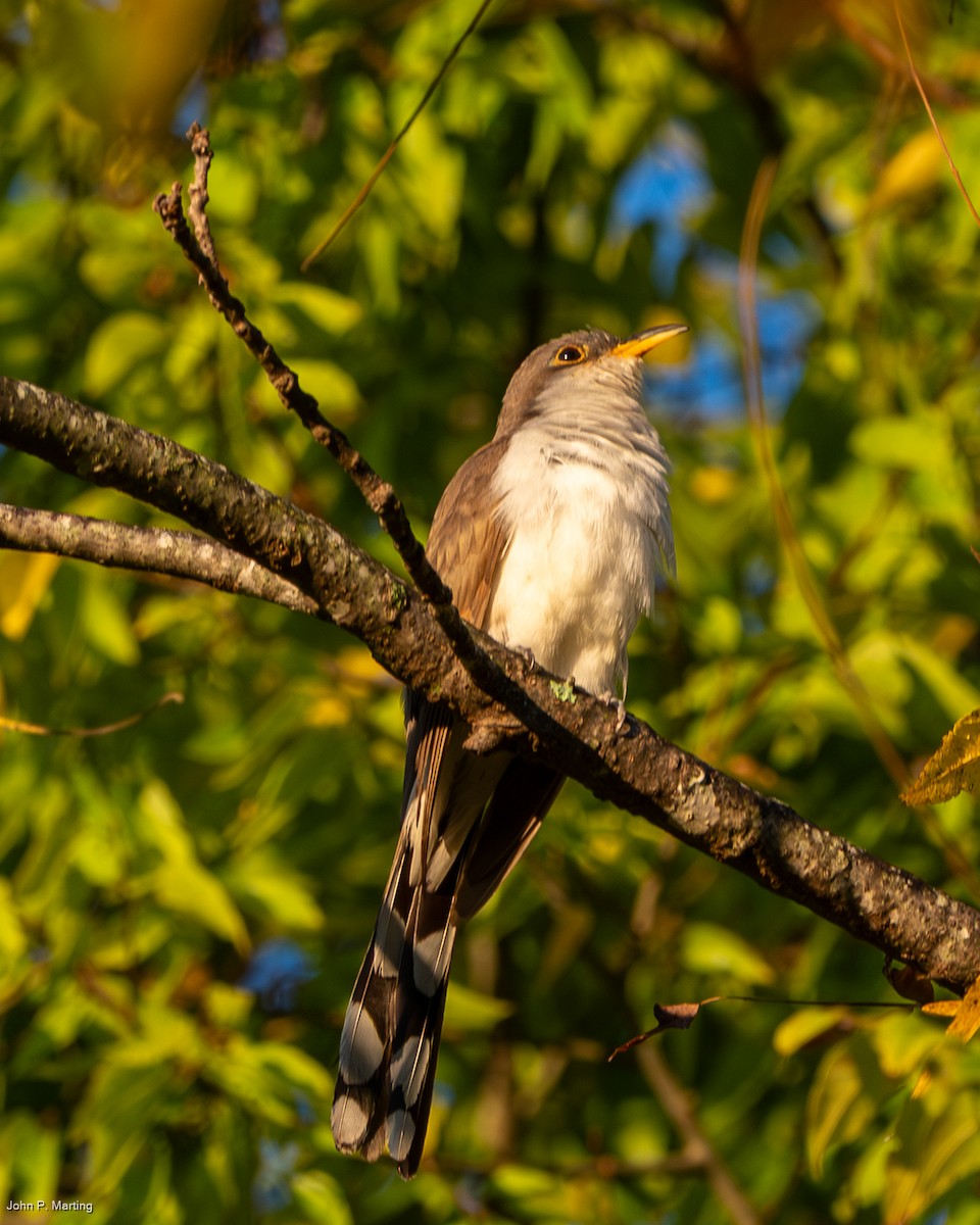 Yellow-billed Cuckoo - ML642719291