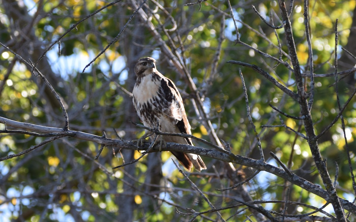 Red-tailed Hawk - ML642719294