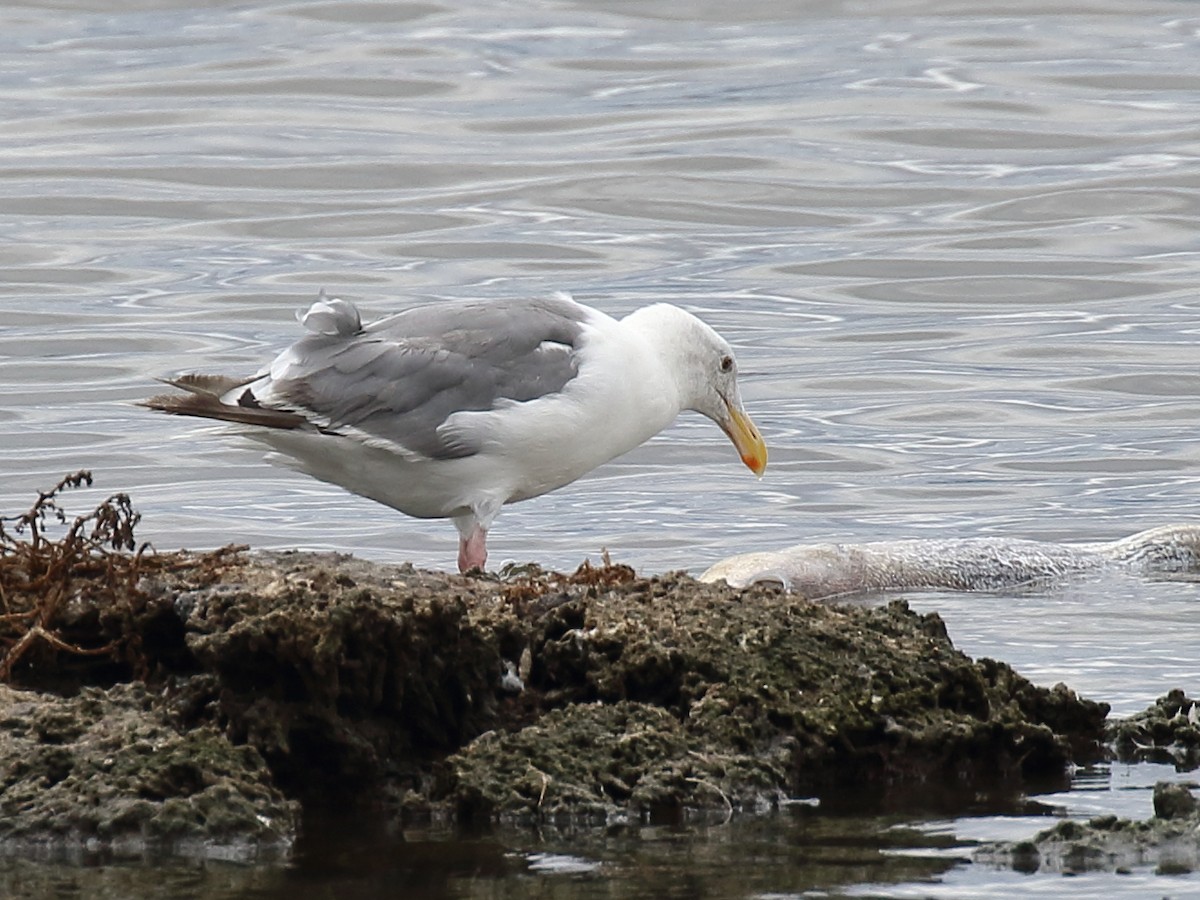 Goéland d'Audubon - ML642719299