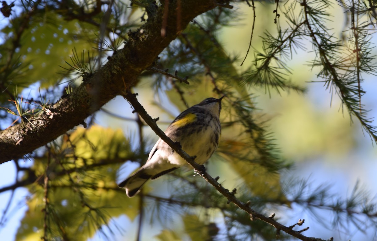 Yellow-rumped Warbler - ML642719307