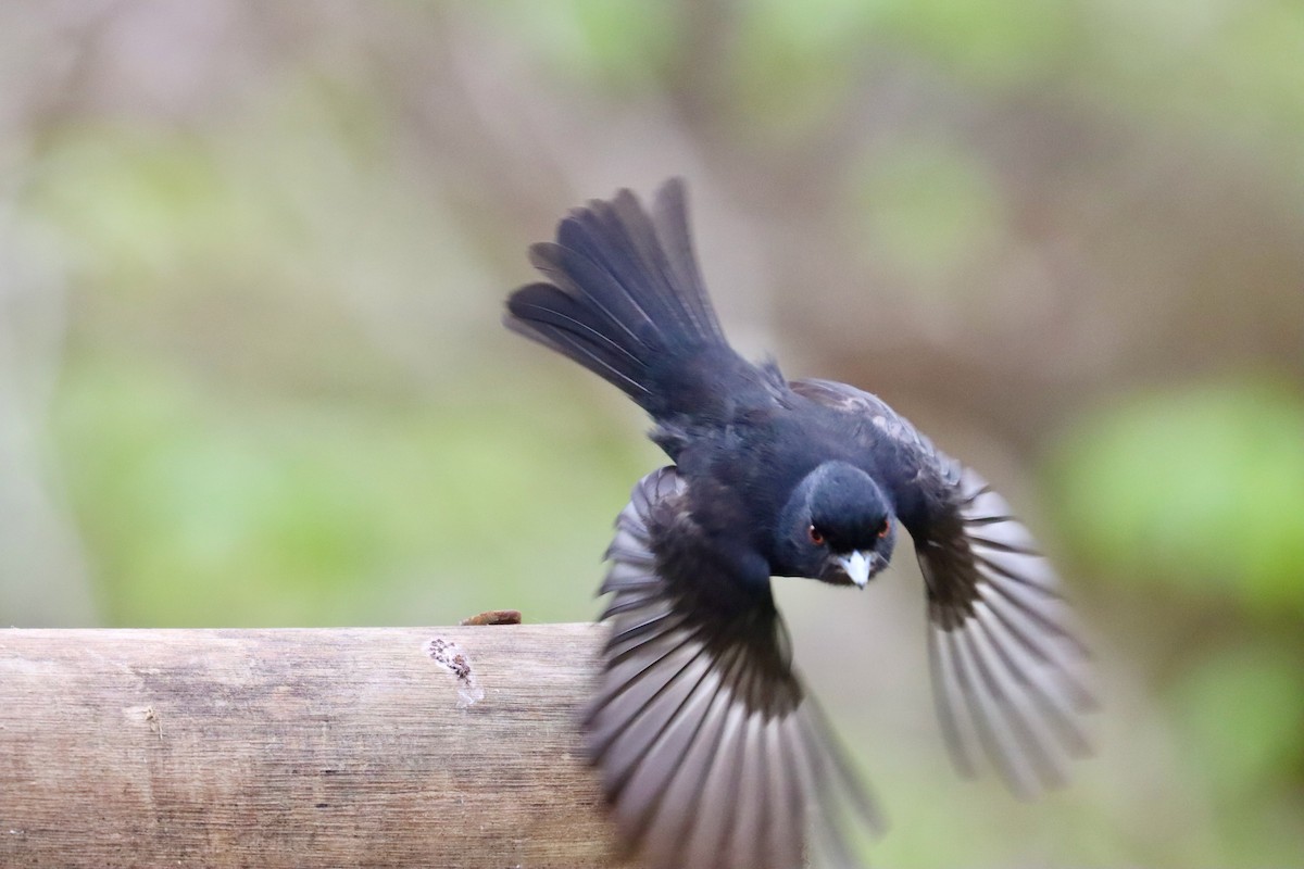Blue-billed Black-Tyrant - ML642719308