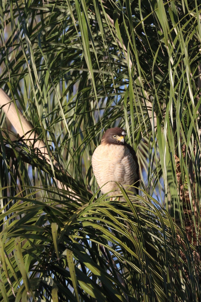 Roadside Hawk - ML642719311