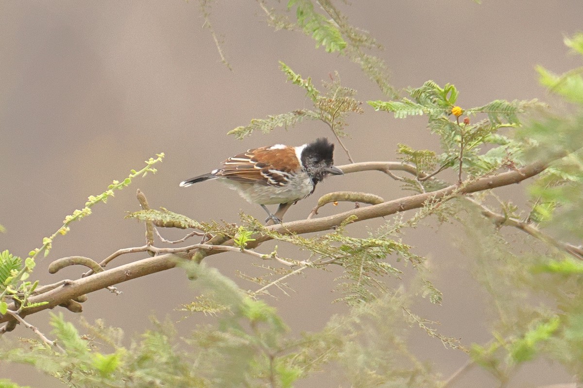 Collared Antshrike - ML642719337