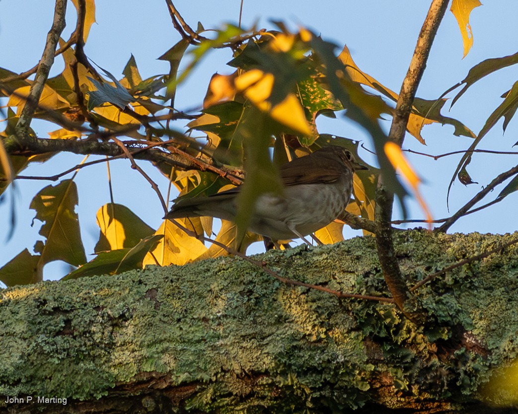 Swainson's Thrush - ML642719345