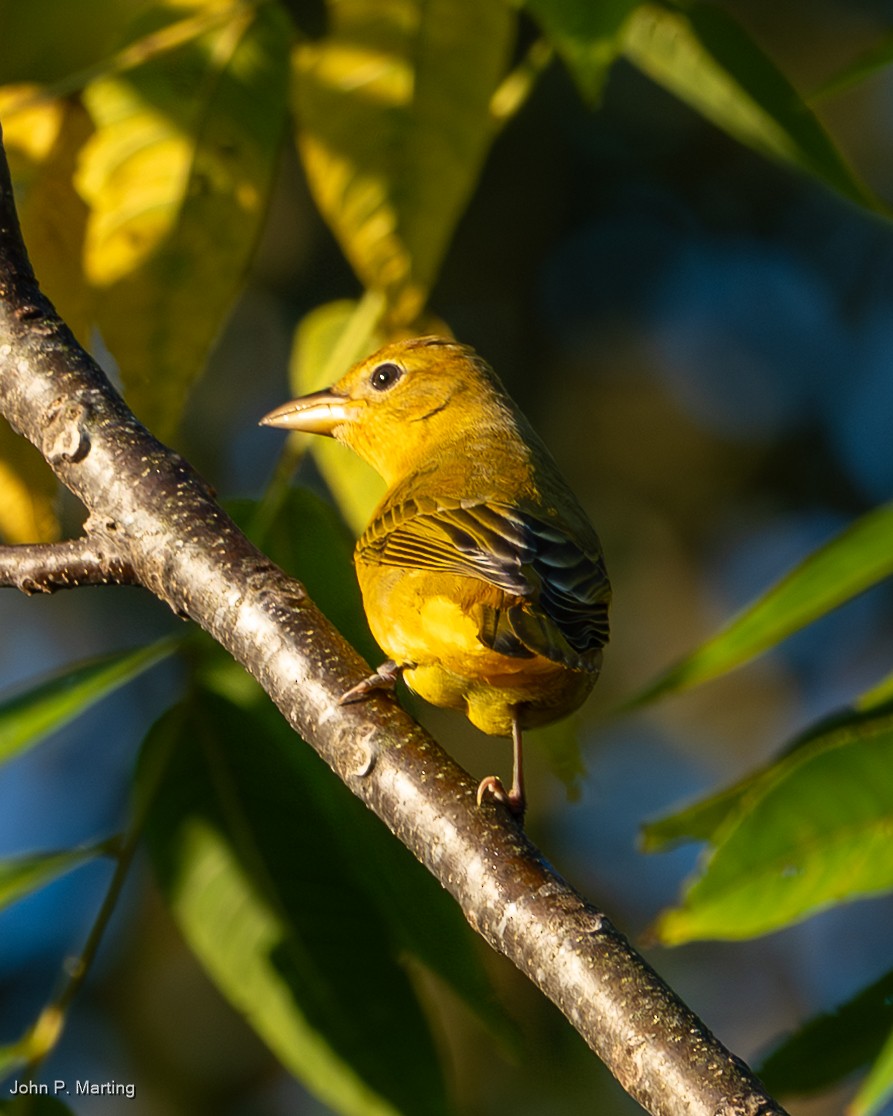 Summer Tanager - ML642719368