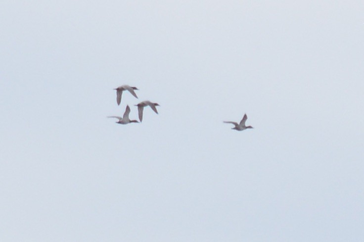 Canvasback - ML642719369