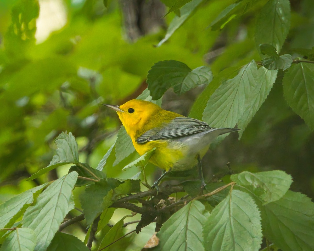 Prothonotary Warbler - ML642719371