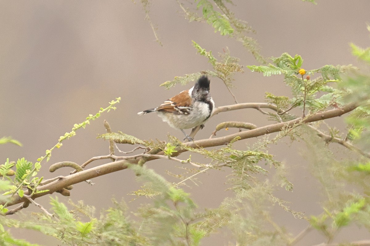 Collared Antshrike - ML642719372