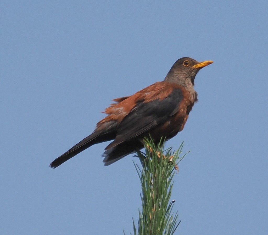 Chestnut Thrush - ML642719373