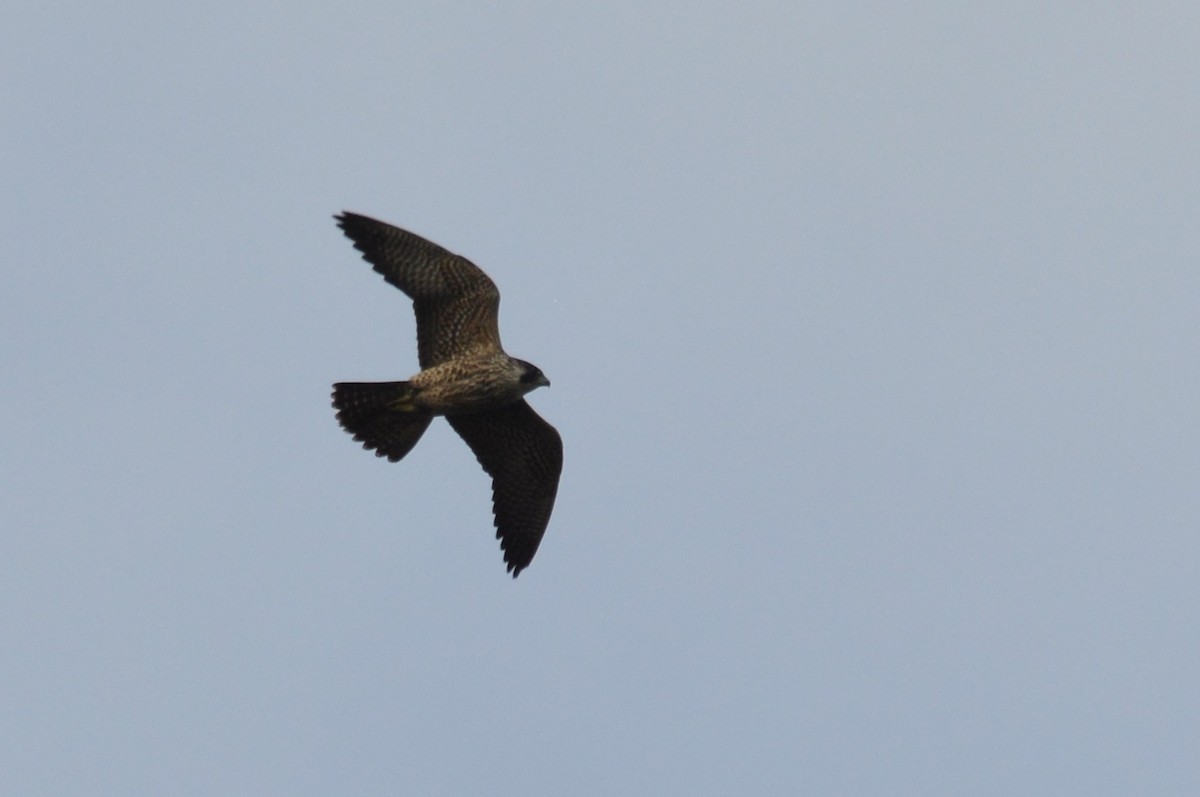 Peregrine Falcon - ML642719379