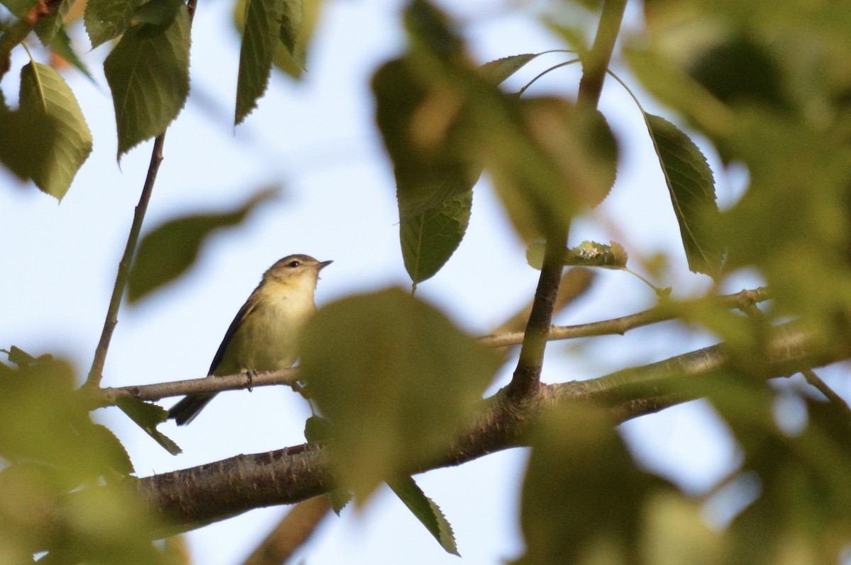 Warbling Vireo - ML642719385