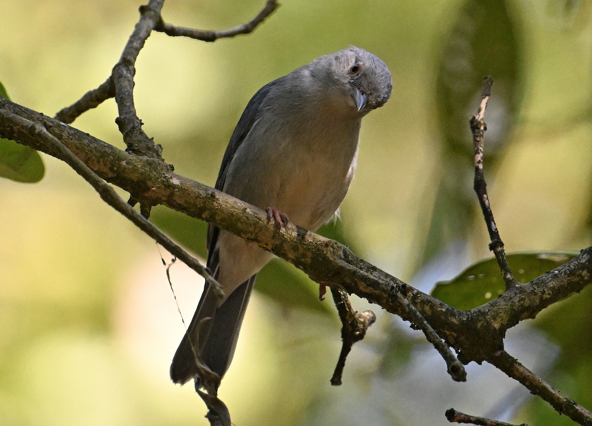 Bicolored Conebill - ML642719386